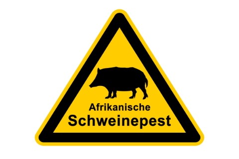 Schweinepest