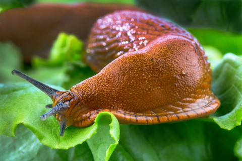 Schnecke